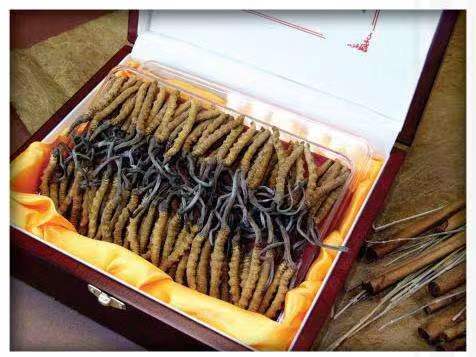 融水冬虫夏草回收